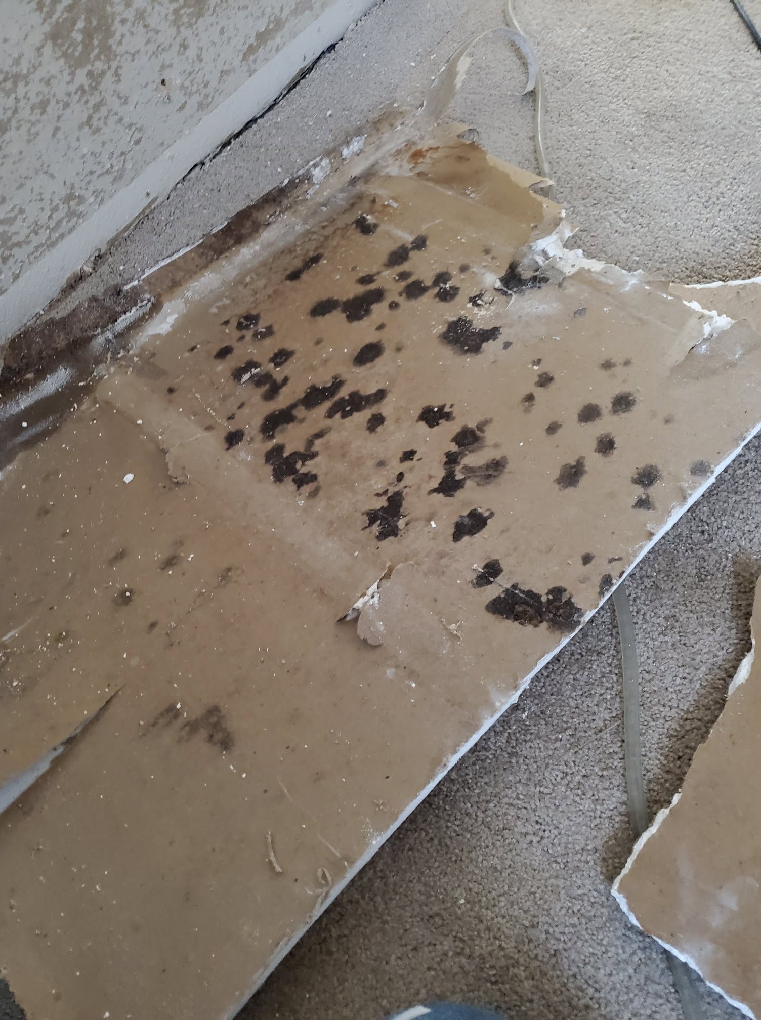 Mold Damage in Your Home: The Complete Guide to Understanding, Treating, and Preventing the Silent Destroyer