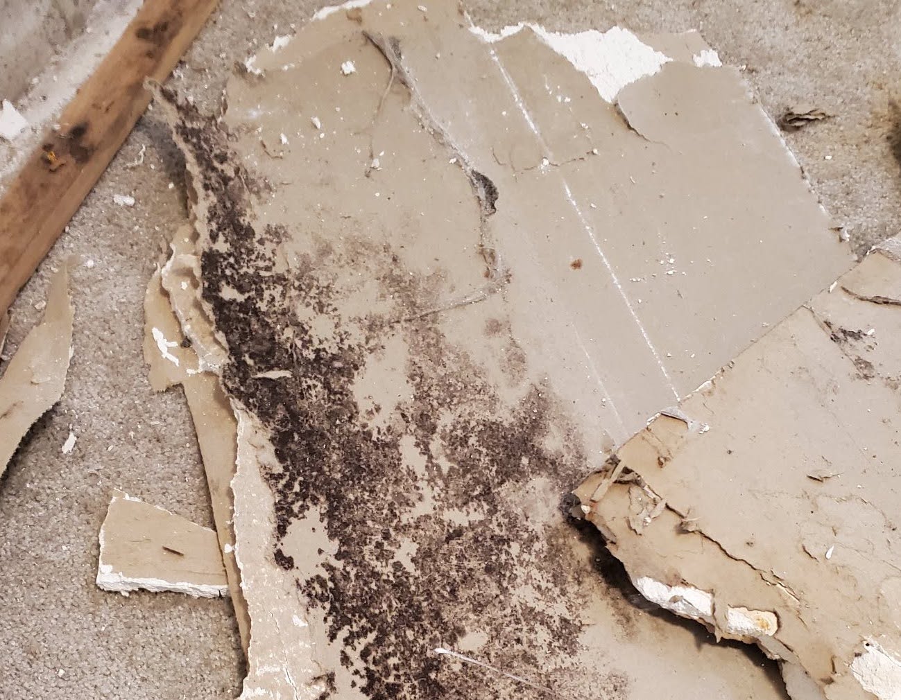 Extensive mold colonization on removed drywall — the scale of growth that develops behind walls over months of undetected moisture